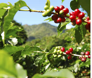 Cool mountain weather in Boquete make it an ideal place to grow coffee in the tropics
